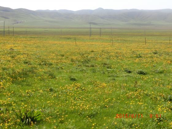 輕度放牧下的草原生態(tài)系統(tǒng)