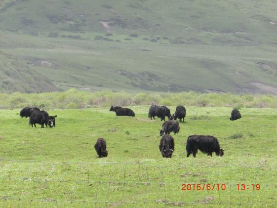 重度放牧下的草原生態(tài)系統(tǒng)