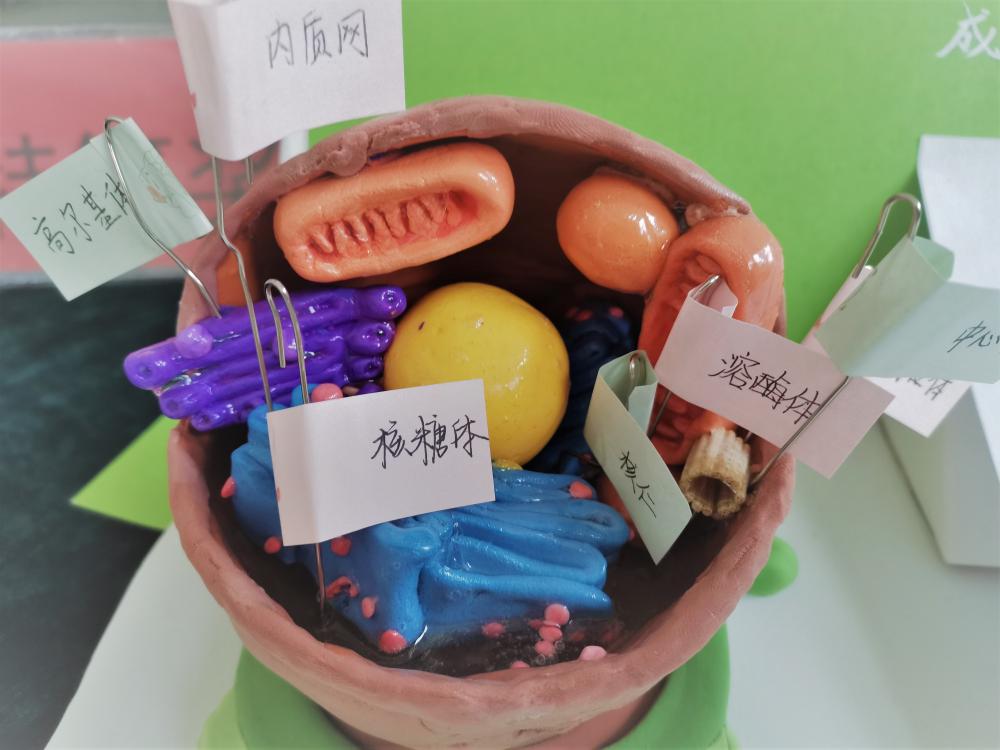 2021年11月起i，雙流中學(xué)開展了第五屆“玉蘭杯”生物學(xué)建模大賽。最終評選出了8個作品榮獲特等獎。（圖為“迎難而上”小組作品）